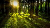 les nature-3294681 1280